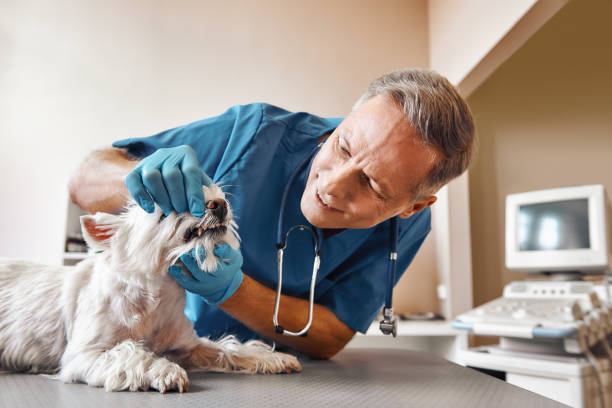 Best After-Hours Dental Trauma Care in Galax, VA